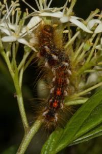 <i>Euproctis chrysorrhoea</i>