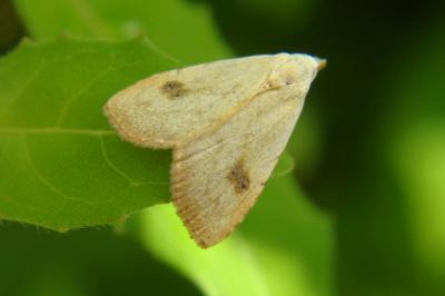 <i>Rivula sericealis</i>
