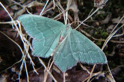 <i>Hemithea aestivaria</i>