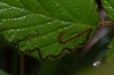 <i>Stigmella aurella</i>