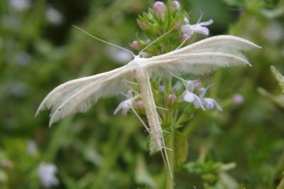 <i>Pterophorus pentadactylus</i>