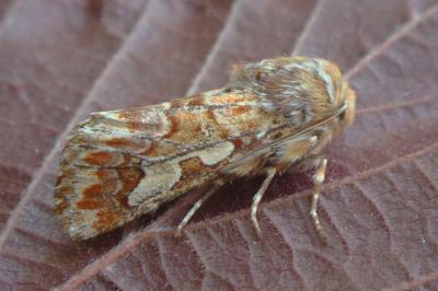 <i>Panolis flammea</i>