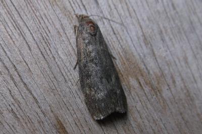 <i>Lamoria anella</i>