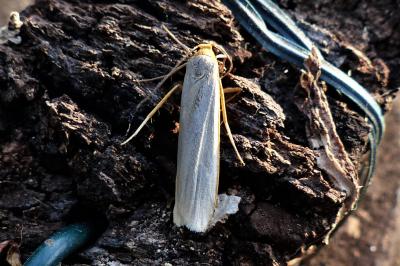 <i>Eilema caniola</i>