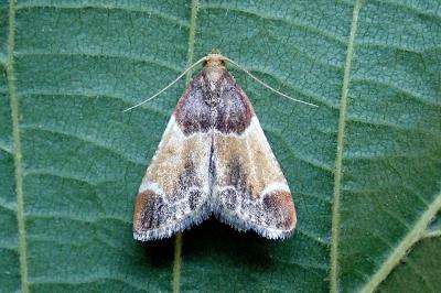 <i>Pyralis farinalis</i>