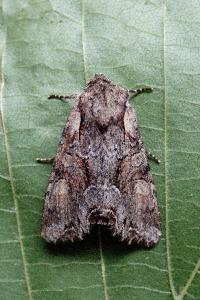 <i>Lacanobia w-latinum</i>