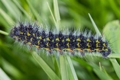 <i>Saturnia pavonia</i>