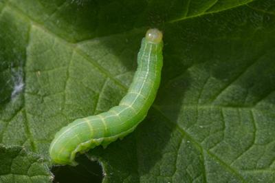 <i>Orthosia gothica</i>