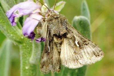<i>Autographa gamma</i>