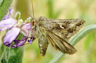 <i>Autographa gamma</i>