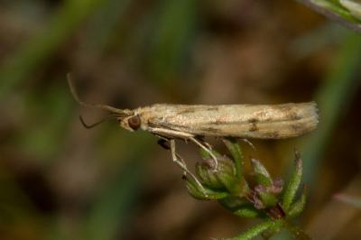 <i>Homoeosoma sinuella</i>