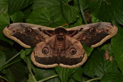 <i>Saturnia pyri</i>