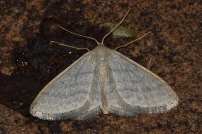<i>Idaea subsericeata</i>