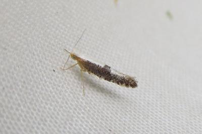 <i>Argyresthia spinosella</i>