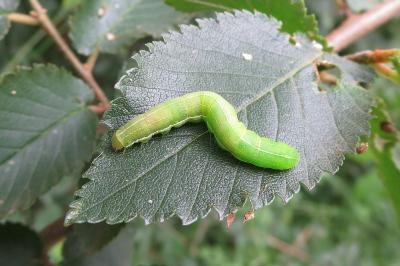 <i>Orthosia gothica</i>