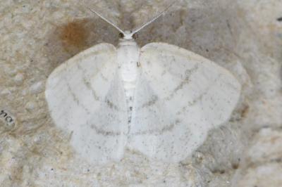 <i>Cabera pusaria</i>