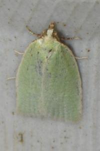 <i>Tortrix viridana</i>