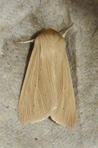 <i>Mythimna pallens</i>