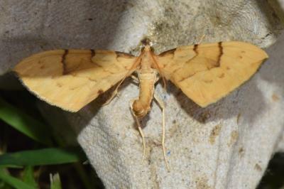 <i>Gandaritis pyraliata</i>