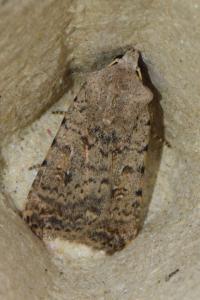 <i>Caradrina clavipalpis</i>