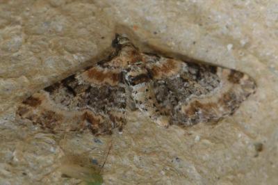 <i>Eupithecia pulchellata</i>