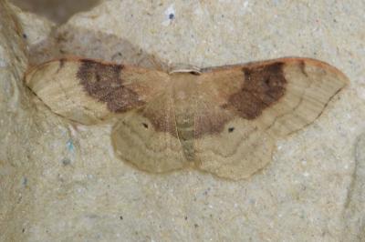 <i>Idaea degeneraria</i>