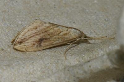 <i>Evergestis forficalis</i>