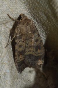 <i>Caradrina morpheus</i>
