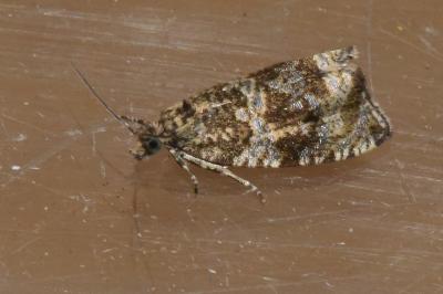 <i>Celypha lacunana</i>