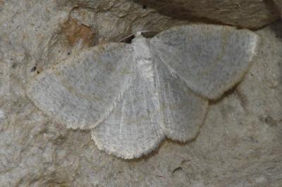<i>Cabera exanthemata</i>