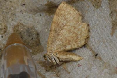 <i>Euchoeca nebulata</i>