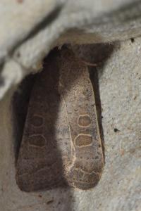 <i>Hoplodrina ambigua</i>