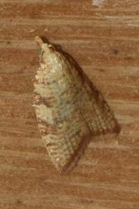<i>Aleimma loeflingiana</i>