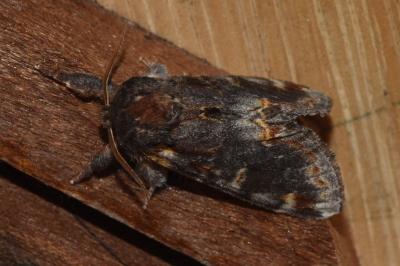 <i>Notodonta dromedarius</i>
