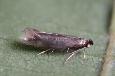 <i>Bucculatrix nigricomella</i>