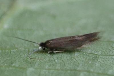 <i>Bucculatrix nigricomella</i>