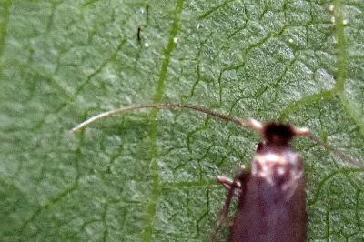 <i>Bucculatrix nigricomella</i>