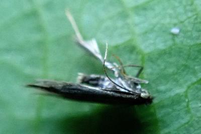 <i>Bucculatrix nigricomella</i>