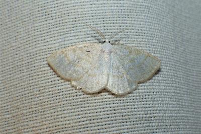 <i>Cabera exanthemata</i>
