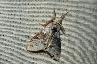 <i>Calliteara pudibunda</i>
