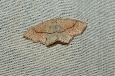 <i>Cyclophora punctaria</i>