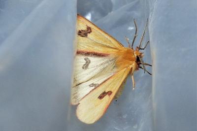 <i>Diacrisia sannio</i>