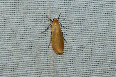 <i>Wittia sororcula</i>