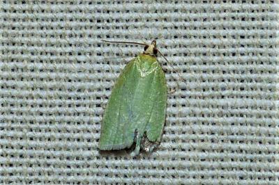 <i>Tortrix viridana</i>