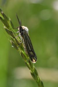 <i>Spiris striata</i>