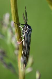 <i>Spiris striata</i>