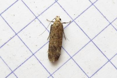 <i>Pexicopia malvella</i>