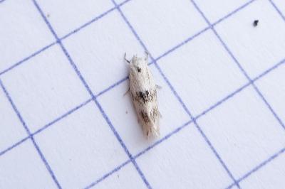 <i>Elachista maculicerusella</i>