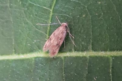 Borkhausenia nefrax