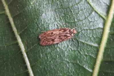 <i>Hofmannophila pseudospretella</i>
